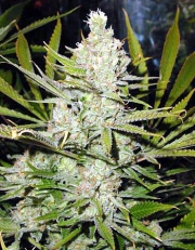 Super Silver Haze Regular cannabis flower bud by Mr Nice Seedbank