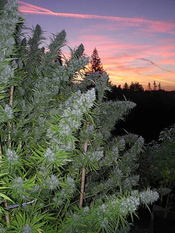 Walkabout Regular cannabis flower bud by Mr Nice Seedbank