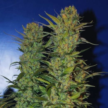 AK 48 Feminized cannabis flower bud by Nirvana Seeds