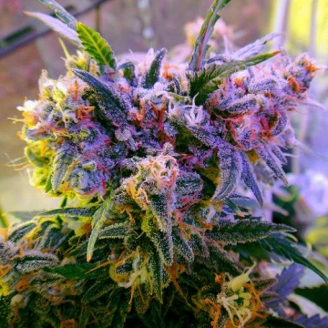 Aurora Indica Feminized cannabis flower bud by Nirvana Seeds