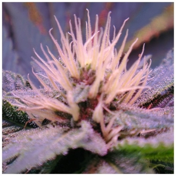 Auto Blue Mystic Autoflowering cannabis flower bud by Nirvana Seeds