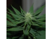 Auto Jock Horror Autoflowering cannabis flower bud by Nirvana Seeds