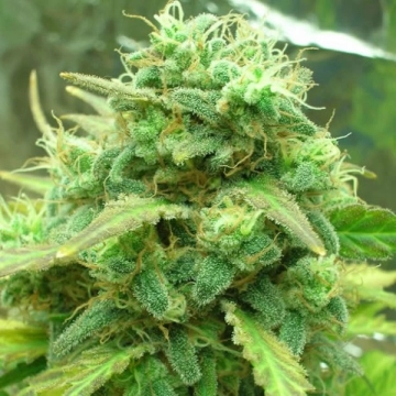 Black Jack Feminized cannabis flower bud by Nirvana Seeds