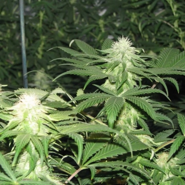 Blackberry Feminized cannabis flower bud by Nirvana Seeds