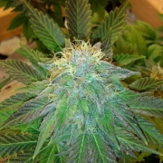 Bubblelicious Feminized cannabis flower bud by Nirvana Seeds