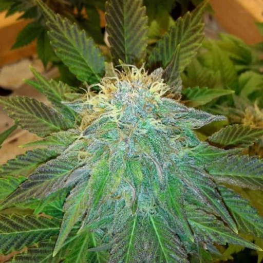 Bubblelicious – Nirvana Seeds – Feminized