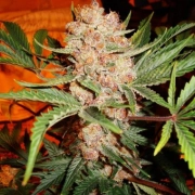 Bubblelicious Auto Autoflowering cannabis flower bud by Nirvana Seeds