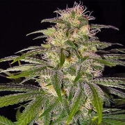 Chrystal Regular cannabis flower bud by Nirvana Seeds