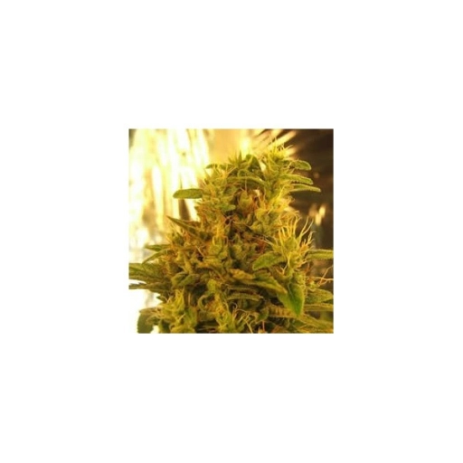 Haze #13 – Nirvana Seeds – Feminized