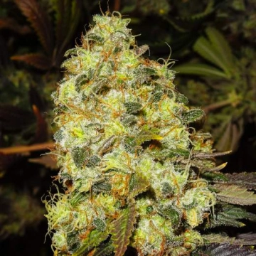 Ice Feminized cannabis flower bud by Nirvana Seeds