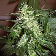 Ice Regular Regular cannabis flower bud by Nirvana Seeds