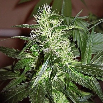 Ice Regular Regular cannabis flower bud by Nirvana Seeds