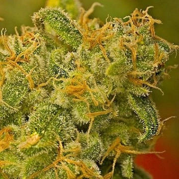 Kaya Gold Feminized cannabis flower bud by Nirvana Seeds