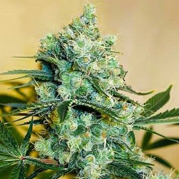 Medusa Feminized cannabis flower bud by Nirvana Seeds