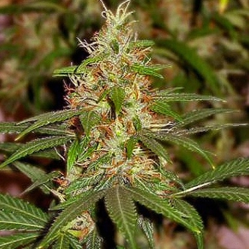 Nirvana Master Kush Feminized cannabis flower bud by Nirvana Seeds