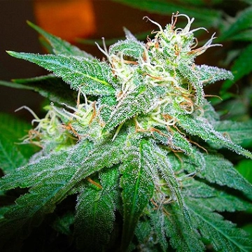 Nirvana Aurora Indica Regular cannabis flower bud by Nirvana Seeds