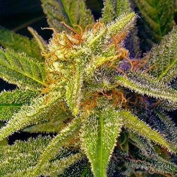 Nirvana Blue Mystic Regular cannabis flower bud by Nirvana Seeds