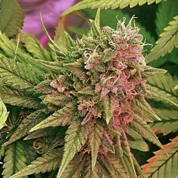 Nirvana Bubblelicious Regular cannabis flower bud by Nirvana Seeds