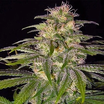 Nirvana Chrystal Regular cannabis flower bud by Nirvana Seeds