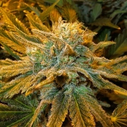 Nirvana Pure Power Plant Regular cannabis flower bud by Nirvana Seeds