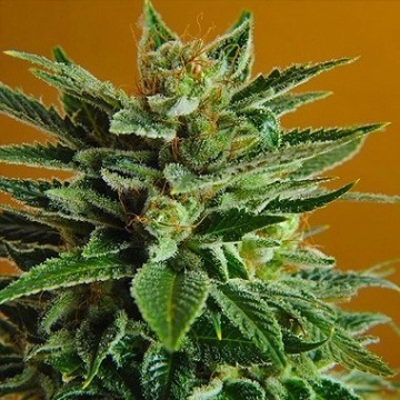 Nirvana Snow White Regular cannabis flower bud by Nirvana Seeds