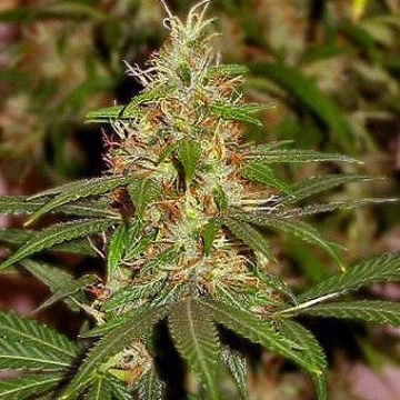Nirvana Master Kush Regular cannabis flower bud by Nirvana Seeds