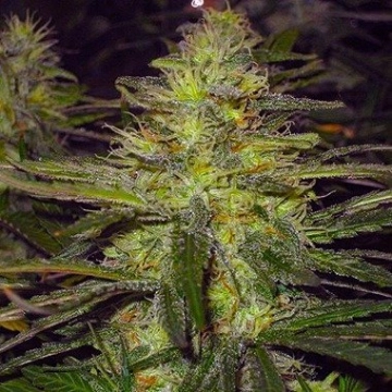 Nirvana Northern Light Regular cannabis flower bud by Nirvana Seeds