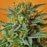 Nirvana Regular Papaya Regular cannabis flower bud by Nirvana Seeds