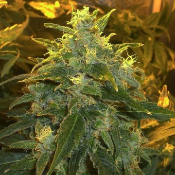 Northern Light Feminized cannabis flower bud by Nirvana Seeds