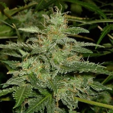 Short Rider Auto Autoflowering cannabis flower bud by Nirvana Seeds