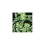 Sterling Haze Feminized cannabis flower bud by Nirvana Seeds