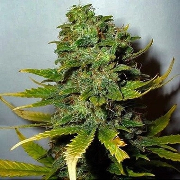 Super Skunk Female Regular cannabis flower bud by Nirvana Seeds