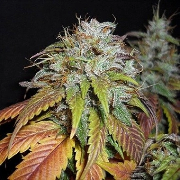 Swiss Cheese Feminized cannabis flower bud by Nirvana Seeds