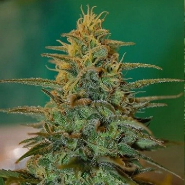 White Castle Feminized cannabis flower bud by Nirvana Seeds