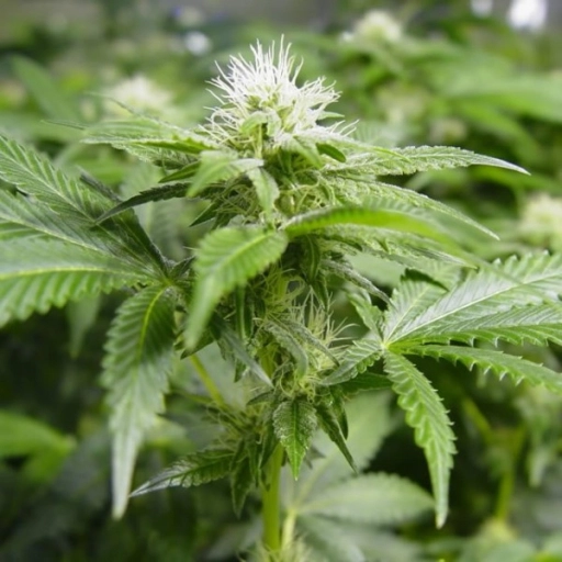 White Widow – Nirvana Seeds – Feminized