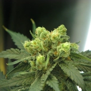 Wonder Woman Feminized cannabis flower bud by Nirvana Seeds