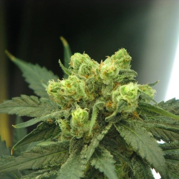 Wonder Woman Feminized cannabis flower bud by Nirvana Seeds