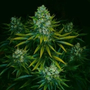 Acid Feminized cannabis flower bud by Paradise Seeds