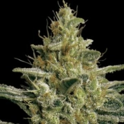 Allkush Feminized cannabis flower bud by Paradise Seeds