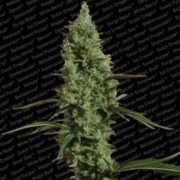 Atomical Haze Feminized cannabis flower bud by Paradise Seeds