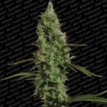 Atomical Haze Feminized cannabis flower bud by Paradise Seeds