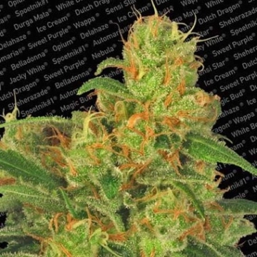 Auto Acid Autoflowering cannabis flower bud by Paradise Seeds