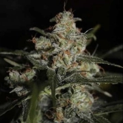 Auto Whiteberry Autoflowering cannabis flower bud by Paradise Seeds
