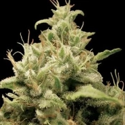 Opium Feminized cannabis flower bud by Paradise Seeds