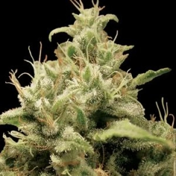 Opium Feminized cannabis flower bud by Paradise Seeds