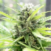 Pandora Auto Autoflowering cannabis flower bud by Paradise Seeds