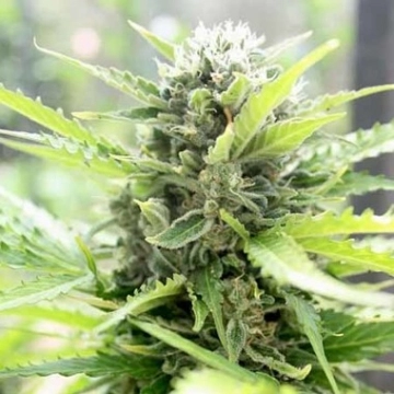 Pandora Auto Autoflowering cannabis flower bud by Paradise Seeds