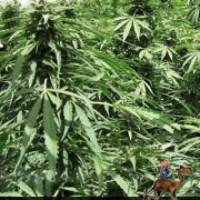 Afghan Express Autoflowering cannabis flower bud by Positronics