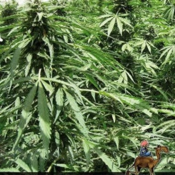 Afghan Express Autoflowering cannabis flower bud by Positronics