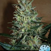 Amnesia Mystery Feminized cannabis flower bud by Positronics